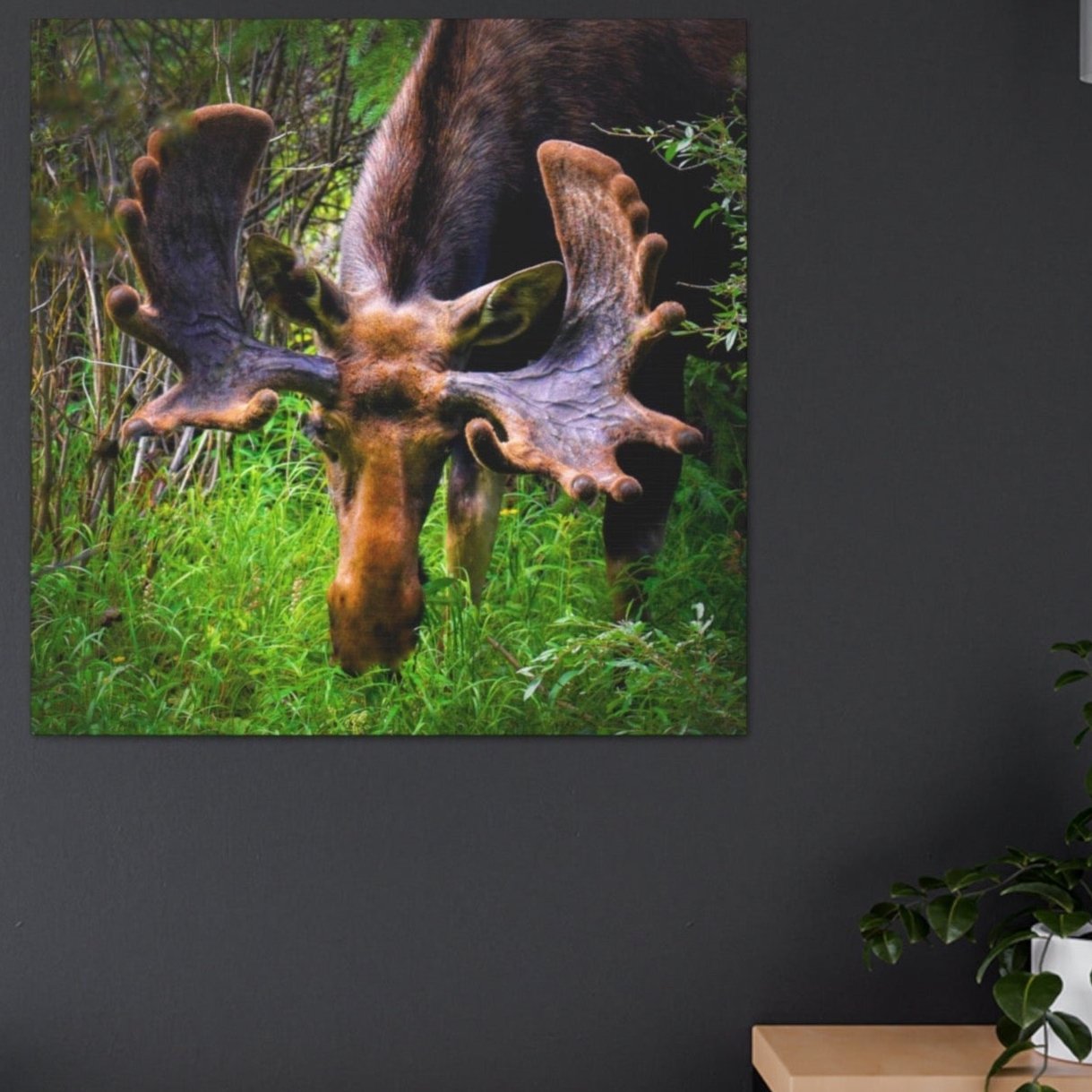 moose indoor decor