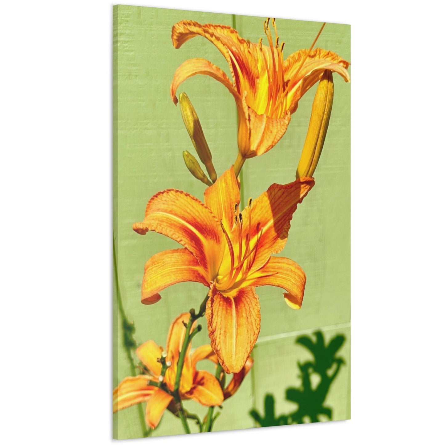 daylily wall art prints