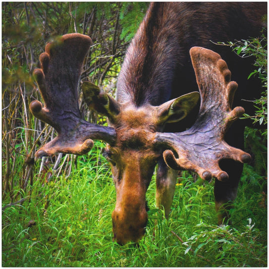 moose wall decor ideas, Colorado moose canvas print