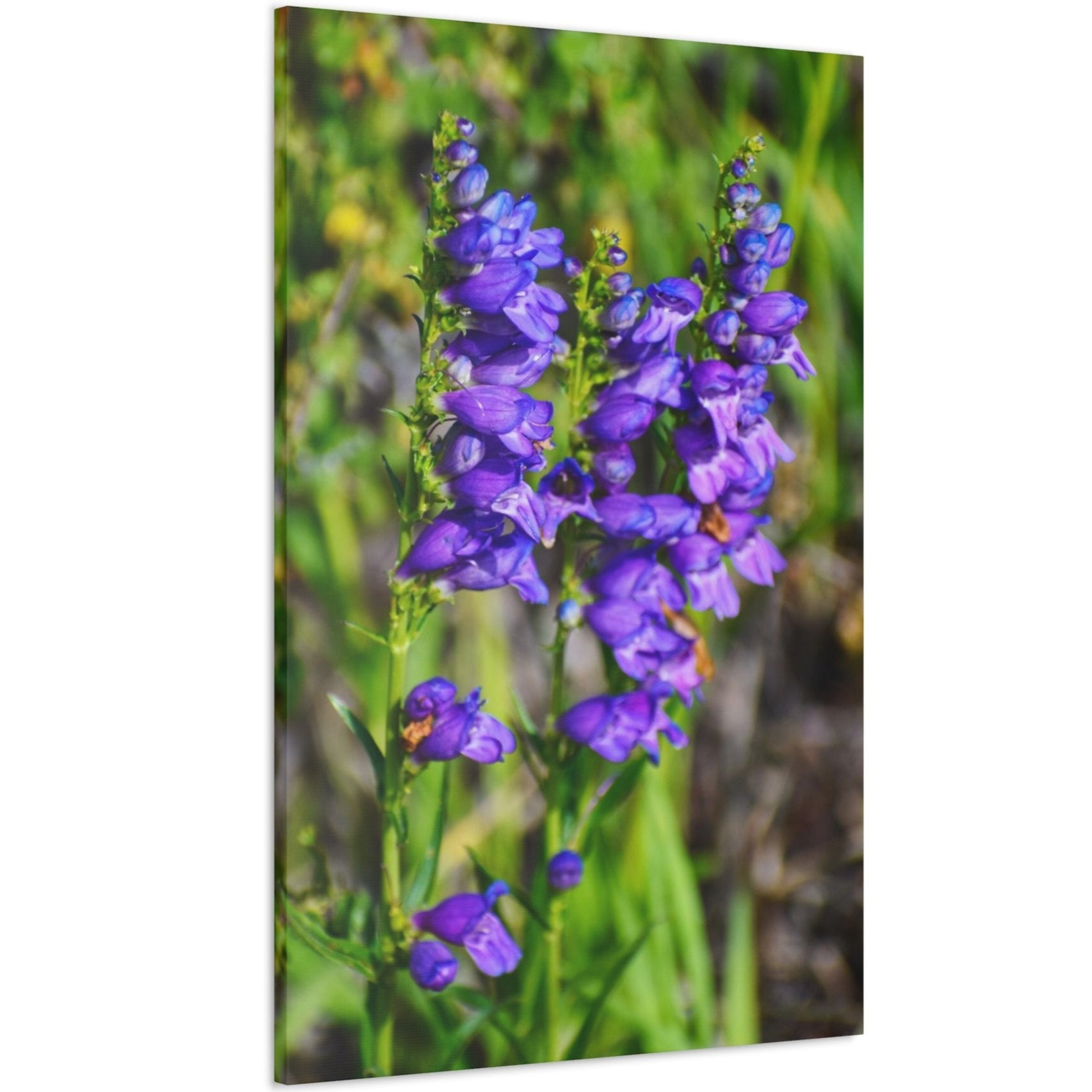 purple flower canvas print