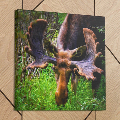 moose wall decor painting, Colorado moose canvas print