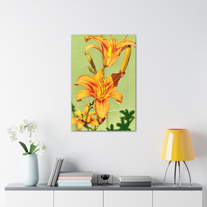 Daylily Flowers (Orange/Green) Canvas Prints