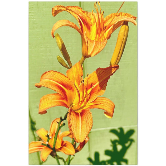 aesthetic daylily wall decor