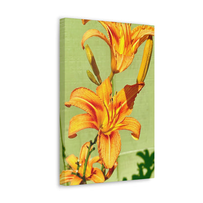 Daylily Flowers (Orange/Green) Canvas Prints
