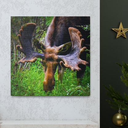 moose stretched canvas print