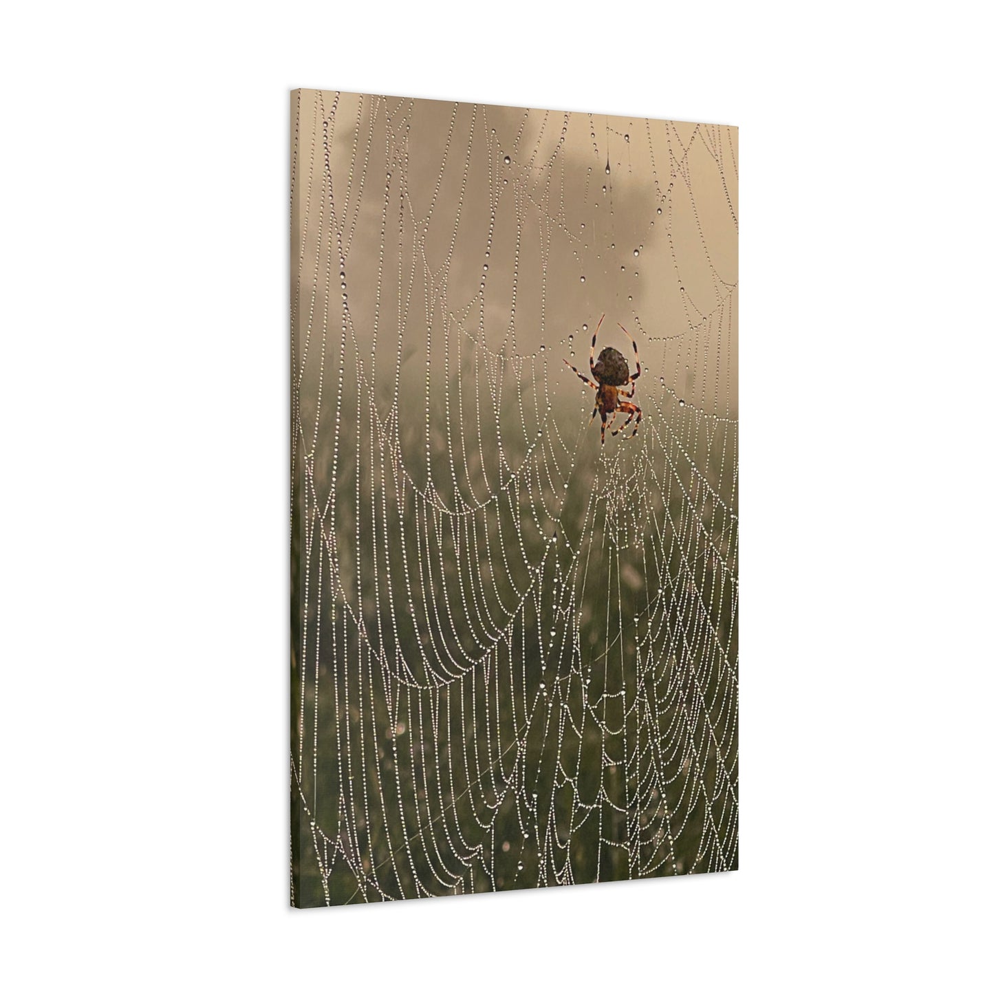 Spider on Dew-Soaked Web Canvas Print Spider Web Wall Decor Art Prints