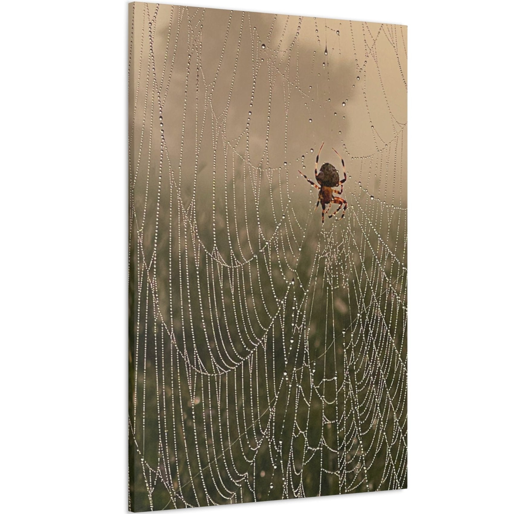 spider wall decor ideas